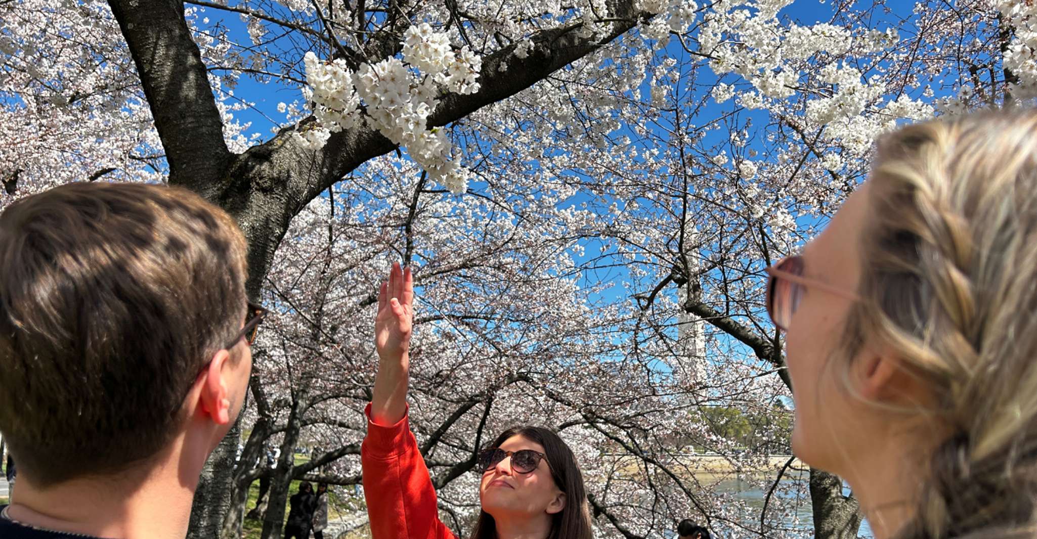 DC Cherry Blossoms Tour: Tidal Basin & Memorials Walk
