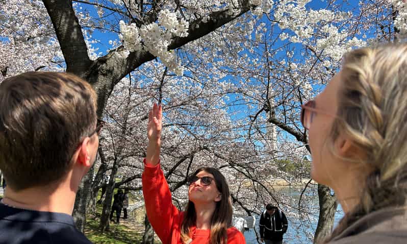 Visite des cerisiers en fleurs à Washington : promenade autour du Tidal Basin et des monuments commémoratifs