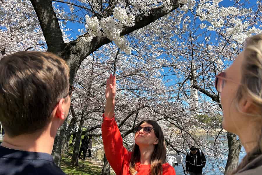 Unsere Kirschblüten-Tour in DC: Spaziergang am Tidal Basin und zu den Memorials. Foto: GetYourGuide Unsere Kirschblüten-Tour in DC: Spaziergang am Tidal Basin und zu den Memorials. Foto: GetYourGuide