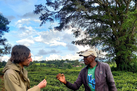 Nairobi: excursão de meio dia a uma fazenda de chá com almoço e degustação de chá.Nairóbi: Passeio de meio dia para tomar chá com almoço e degustação de chá.