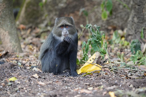 Arusha: Safari a pé no Parque Nacional de Arusha