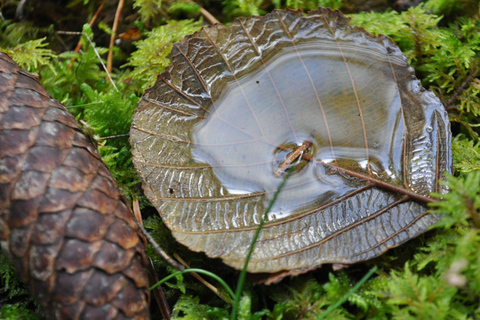 Stockholm: Dog Walk in Nature Reserve with Swedish Fika