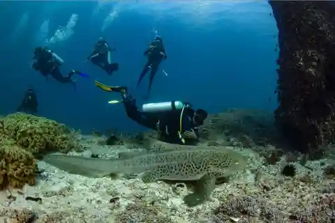Try scuba Diving Tours To Daymaniyat Islands.