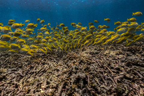 كوه تاو: كوه نانغيوان ورحلة الخلجان المخفية بواسطة الأكسجينرحلة بعد الظهر