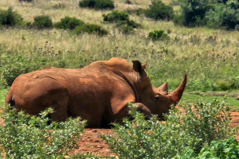 Nashorn- und Löwenpark (Safari) und Wiege (Maropeng Museum)Private Tour