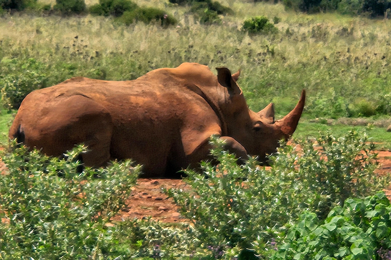 Nashorn- und Löwenpark (Safari) und Wiege (Maropeng Museum)Private Tour