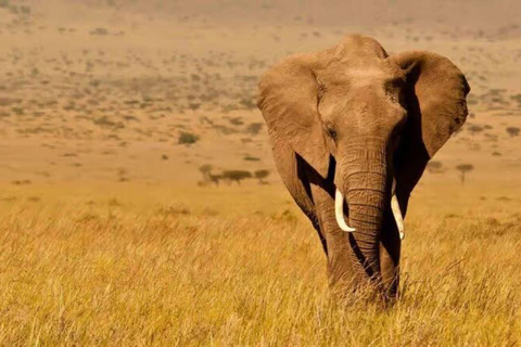 2 days 1 night saltlick safari from Diani/Mombasa.