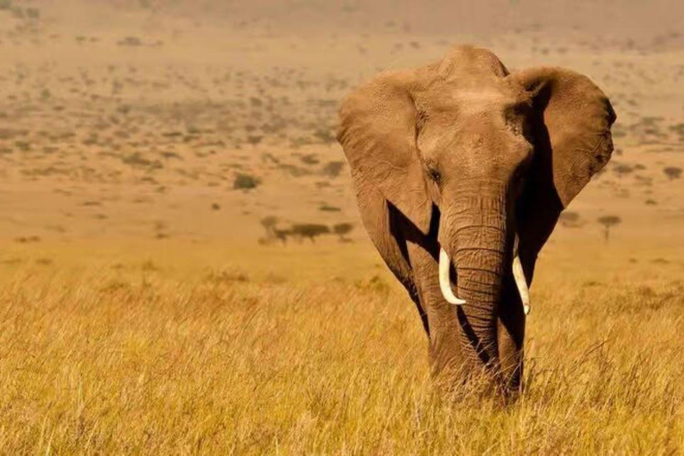 2 days 1 night saltlick safari from Diani/Mombasa.