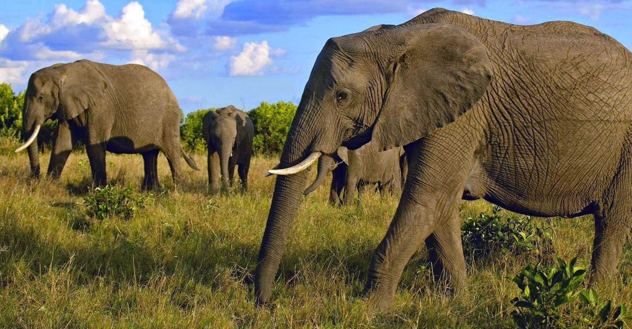 2 Gün 1 Gece Amboseli Safari - Hizvo