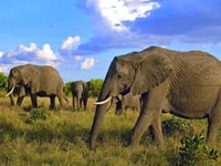 2 jours 1 nuit Amboseli Safari - Hizvo