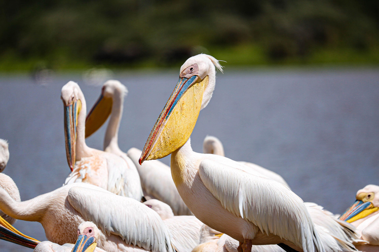 Nairobi: National Park Guided Game Drive Nairobi National Park Private Game Drive