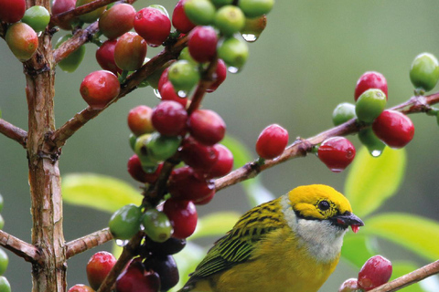 Boquete: Birdwatching in the wild, Chiriquí Boquete, Chiriquí: The charm of birds