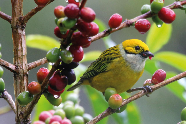 Boquete: Birdwatching in the wild, Chiriquí Boquete, Chiriquí: The charm of birds