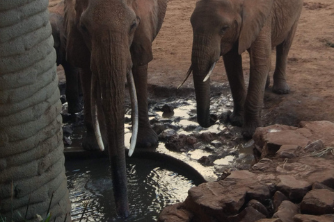 Mombasa: 5-Day Safari- Amboseli, SaltLick, Ziwani & Ngutuni