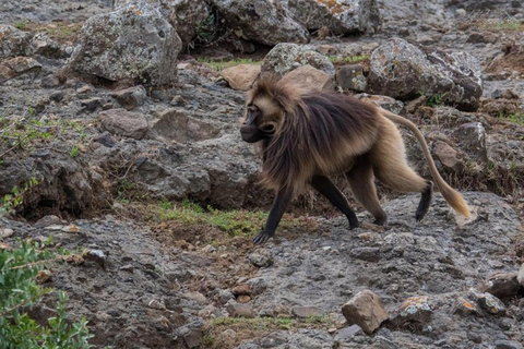 Addis Ababa: Debre Libanos Monastery Experience Tour