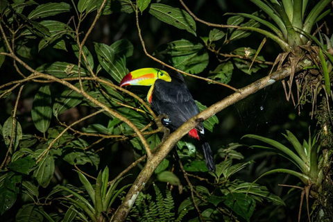 Monteverde: Finca Lantana Sunset and Night Hike
