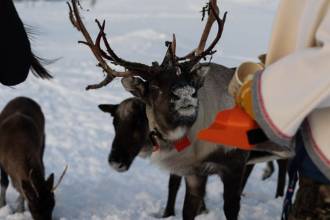 Tromsø: Exclusive Sámi Reindeer Experience with herders