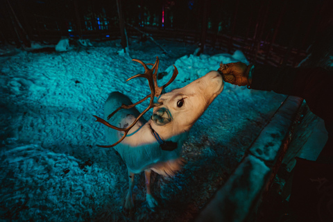 Levi: Arcandia - Arktisk äventyrspark &amp; sidoentré till parkenLevi: Arcandia – Arctic Adventure Park, Park Side entry