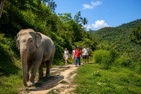 Phuket: Small-Group Elephant Forest Observation in Patong