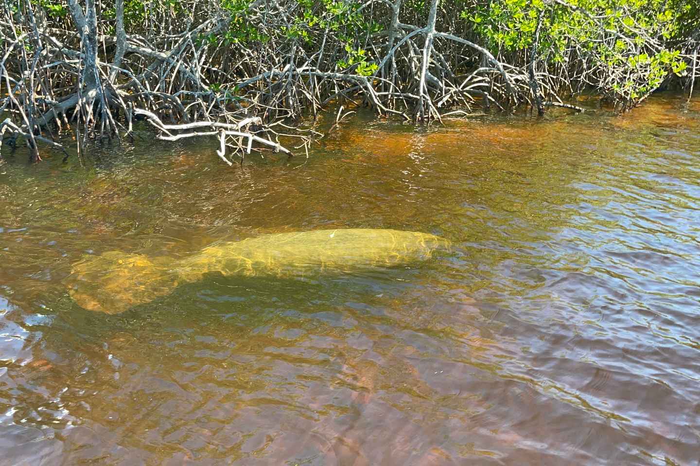 Naples, FL: Manatee Sightseeing and Wildlife Boat Tour thumbnail