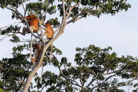 Sabah: Kawa Kawa Private River Cruise w/ Monkeys & Fireflies