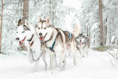 Rovaniemi: Husky Safari di 2 km con servizio di prelievo e rientro