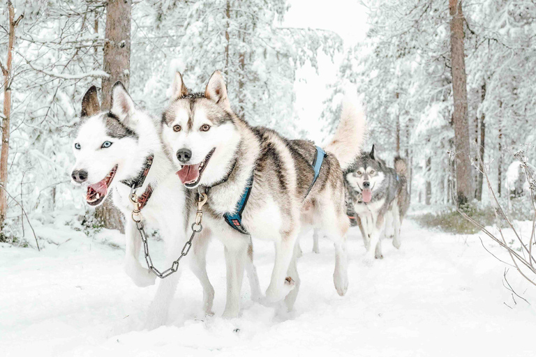 Rovaniemi: 2km Husky Safari com traslado de ida e volta