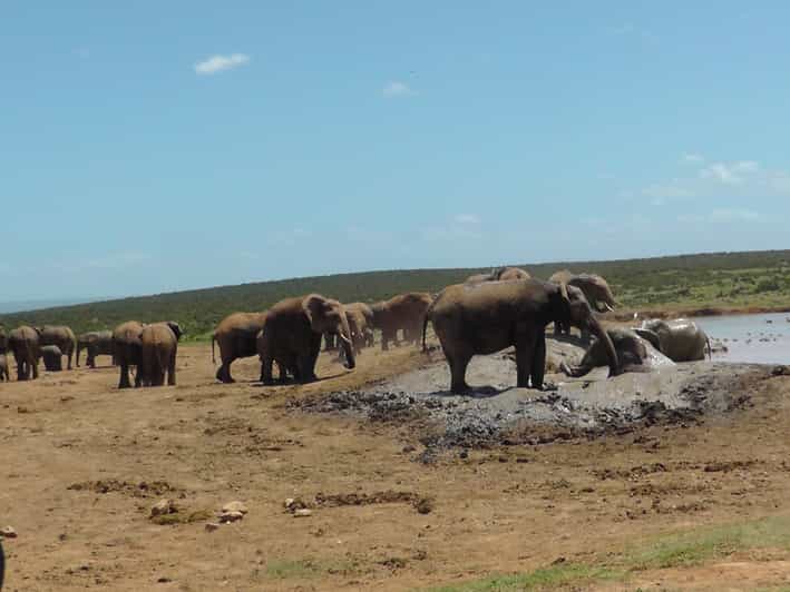 Port Elizabeth Airport To Addo Elephant Park www.getyourguide.com