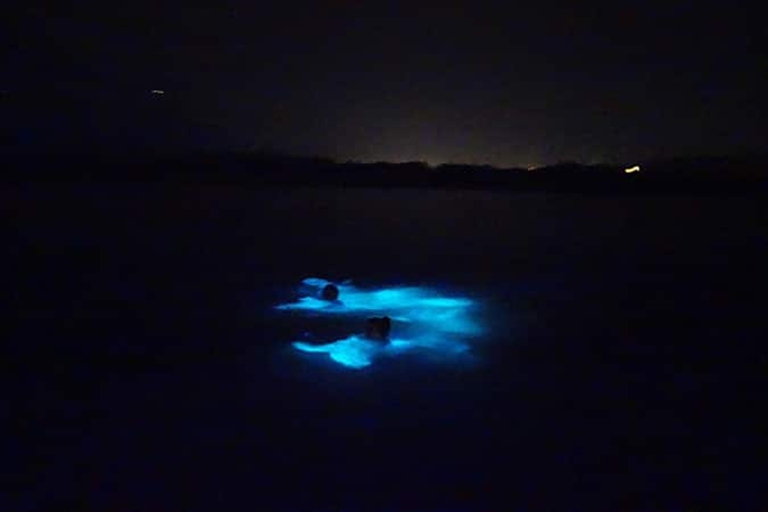 Visite privée du lagon lumineux à Montego Bay