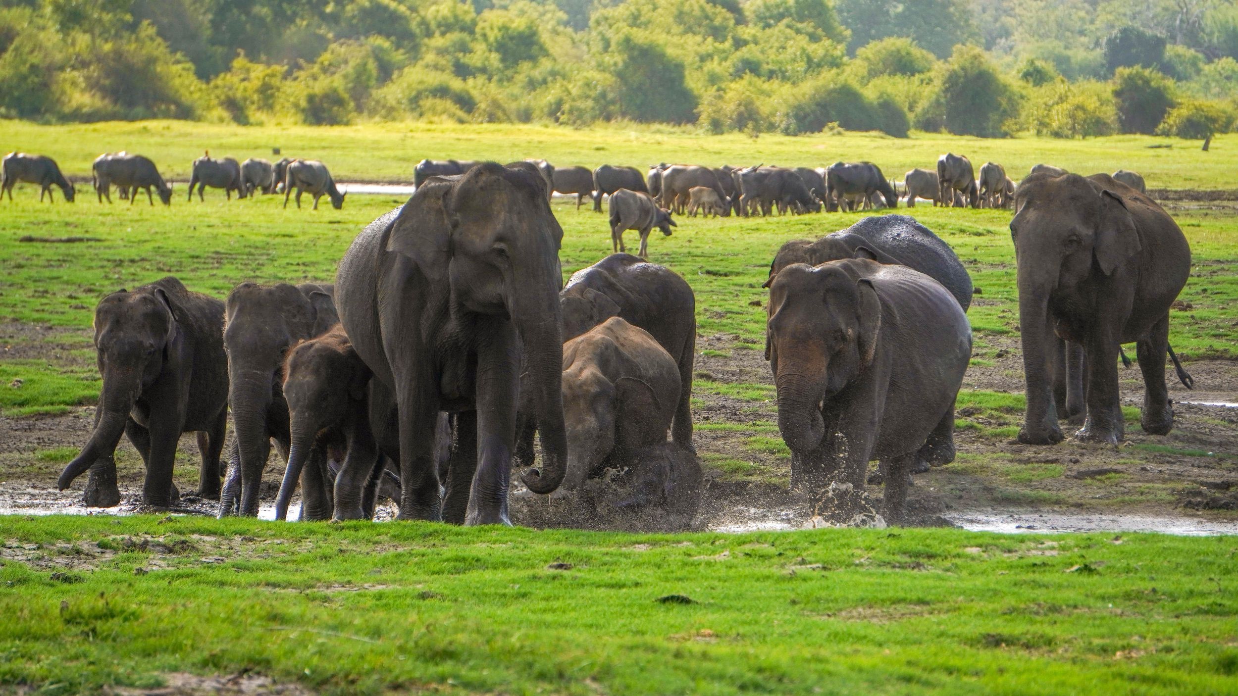 Minneriya-Nationalpark: Safari am Morgen oder Abend