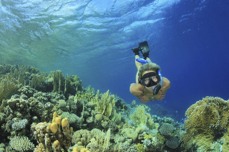Sharm El Sheikh: Ras Mohamed & White Island Sea Trip, Diving Ras Mohamed, White Island Snorkel Small Package w/Lunch