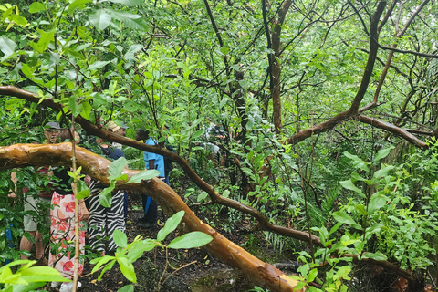 Zanzibar : visite guidée du parc national de la forêt de Jozani