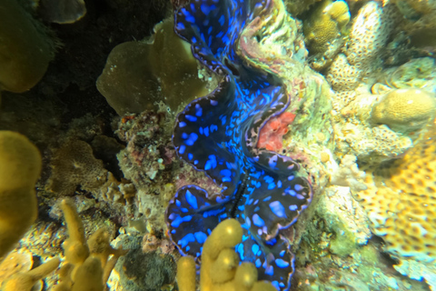 Pemuteran Bali: Menjangan Island Snorkeling Trip with Lunch