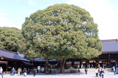 Tokyo Morning Highlights: Shibuya, Asakusa, Meiji-SchreinPrivate Tour