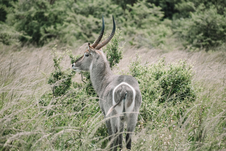 Mwea National Reserve Full-Day Safari from Nairobi