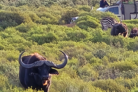 Cape Town: Cruise Passengers sunset Safari & Wine Tour