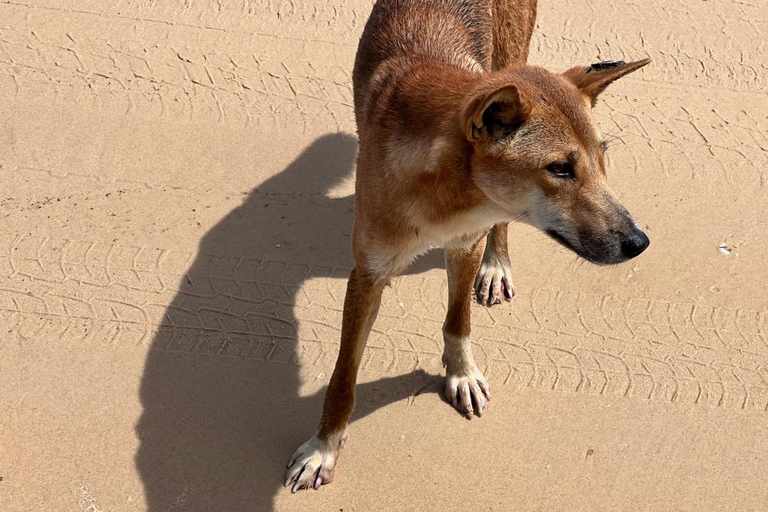 Rainbow Beach: 3-Day K'gari (Fraser Island) 4WD Adventure