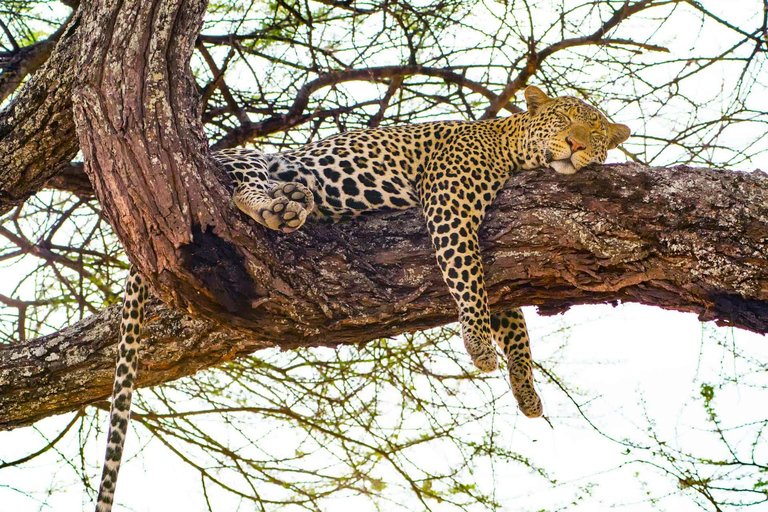 4-Days Group Safari Tour Tarangire, Serengeti & Ngorongoro 4-Days Group Safari Tarangire, Serengeti & Ngorongoro