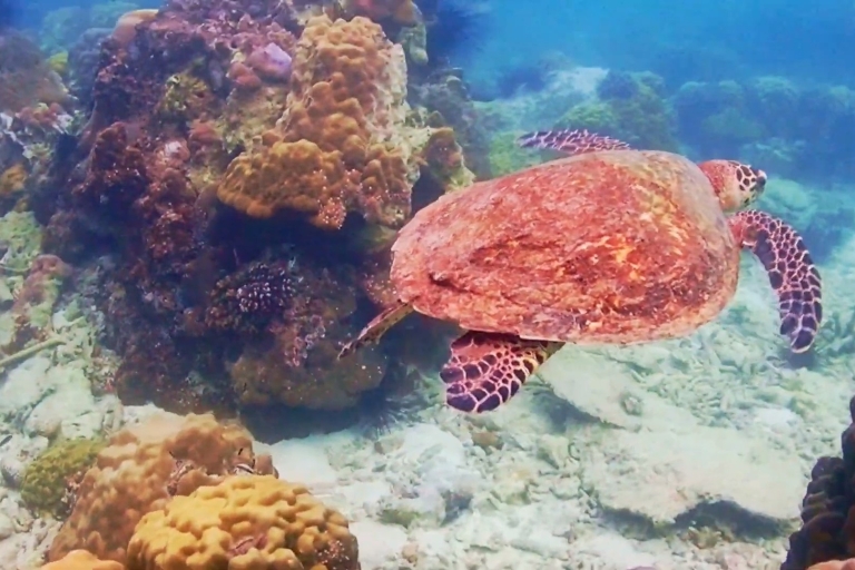 Expérience sur l'île de Nemo avec photos prises par un drone et déjeunerShare Van Pattaya