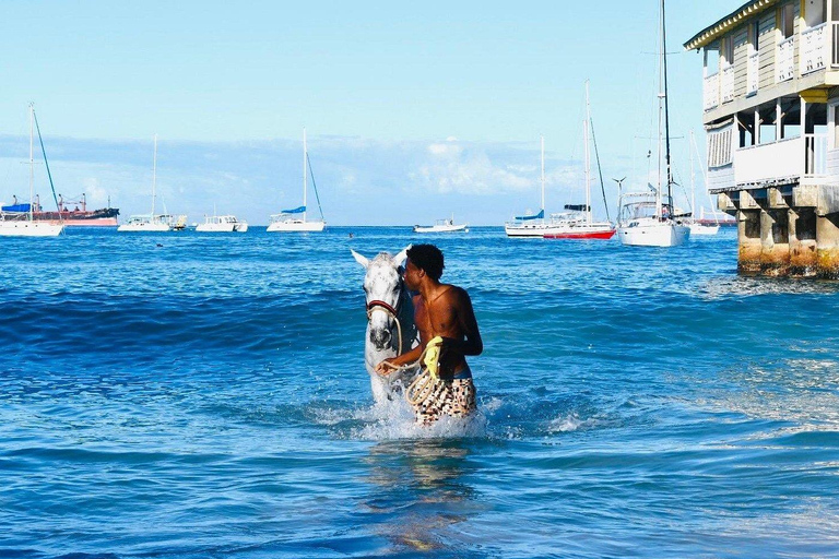 Experience Swimming Horses at Carlisle Bay & the Garrison South West Option