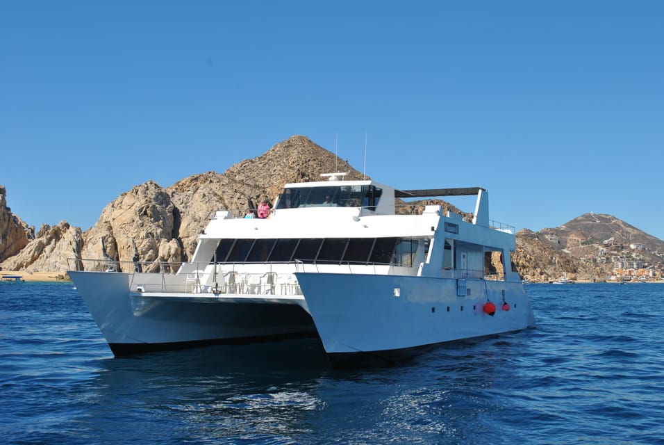 Los Cabos : Croisière Observation Des Baleines Avec Open Bar | GetYourGuide