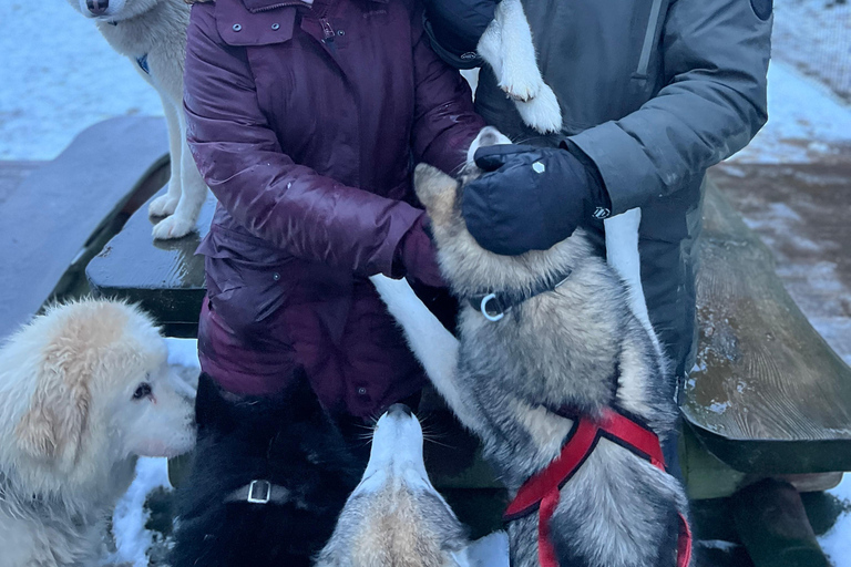 Tallinn: The Pack Power - Authentic Husky Ride Ridaküla: The Pack Power - Authentic Husky Ride