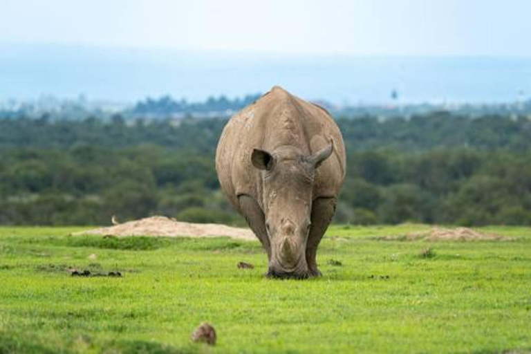 Kenia: 10-daagse gezinssafari met giraffencentrum &amp; ...