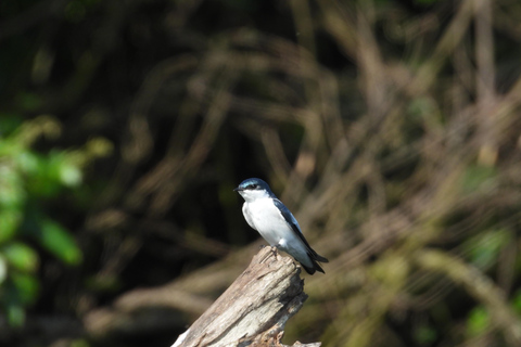 Carthagène : excursion privée d&#039;observation des oiseaux dans le Canal del dique