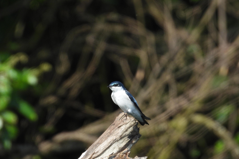 Carthagène : excursion privée d&#039;observation des oiseaux dans le Canal del dique