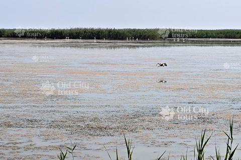 Shirvan Eco-Tour: Gazelles, Birdwatching & Village Lunch Private tour