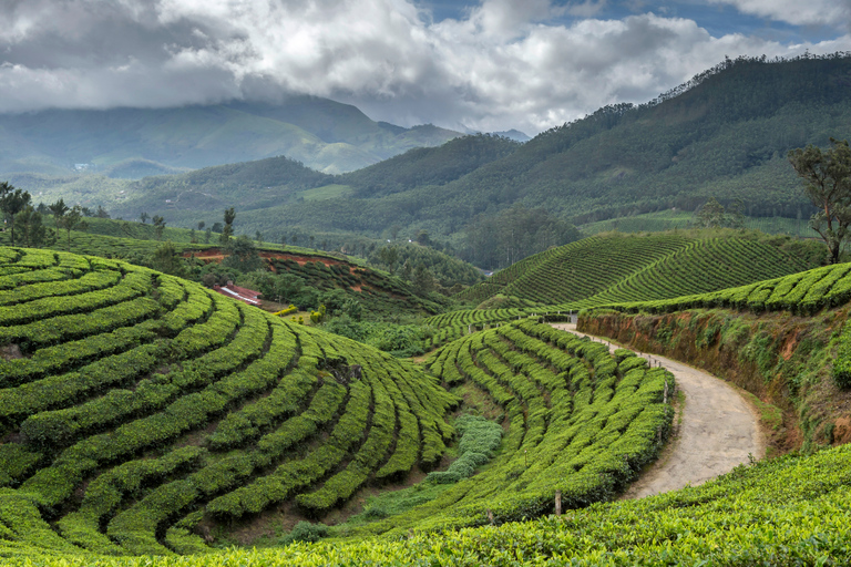 From Kochi: Munnar Private Day Trip with Tea Museum Visit