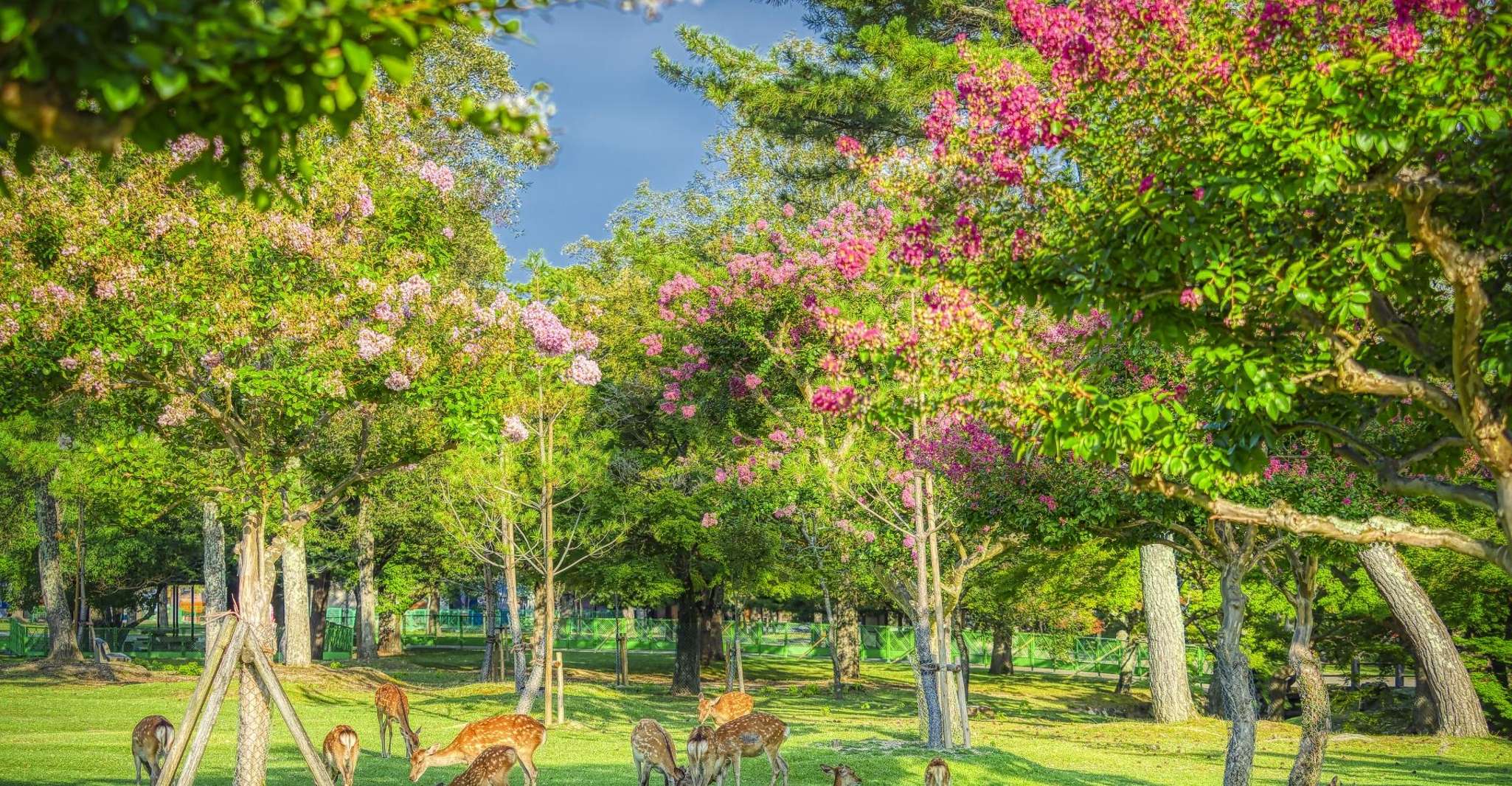 From Osaka/Kyoto: Arashiyama, Nara Park & Fushimi Inari Tour photo 4