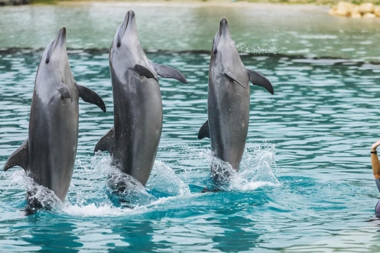 Gold Coast: rejs z obserwacją wielorybów i wstęp do Sea World