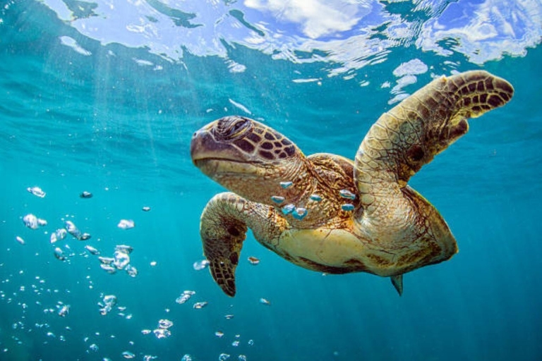 Nassau: Green Cay Tour & Snorkeling with Turtles Group Tour